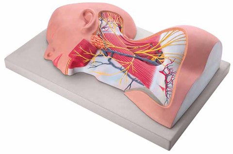 Nerves of Neck Region